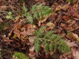 Asplenium adiantum-nigrum