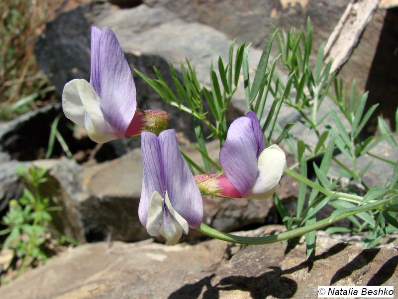 Image of Vicia subvillosa specimen.