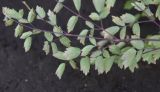 род Thalictrum