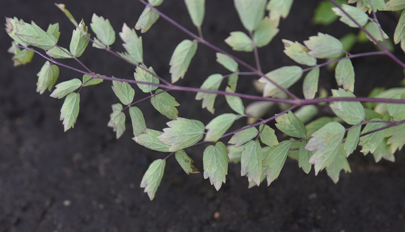 Изображение особи род Thalictrum.