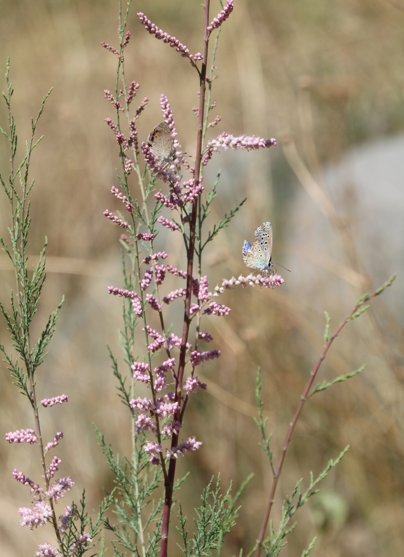 Image of genus Tamarix specimen.