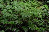 Fatsia japonica