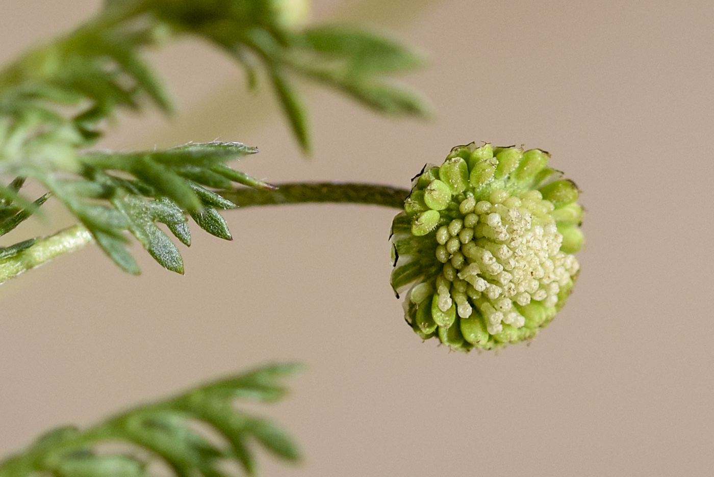 Изображение особи Cotula australis.