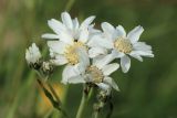 Achillea ptarmica. Цветущие и развивающиеся соцветия-корзинки. Ленинградская обл., Ломоносовский р-н, окр. Шепелёвского маяка; п-ов Каравалдай, берег Финского залива, каменистый марш. 30.06.2024.