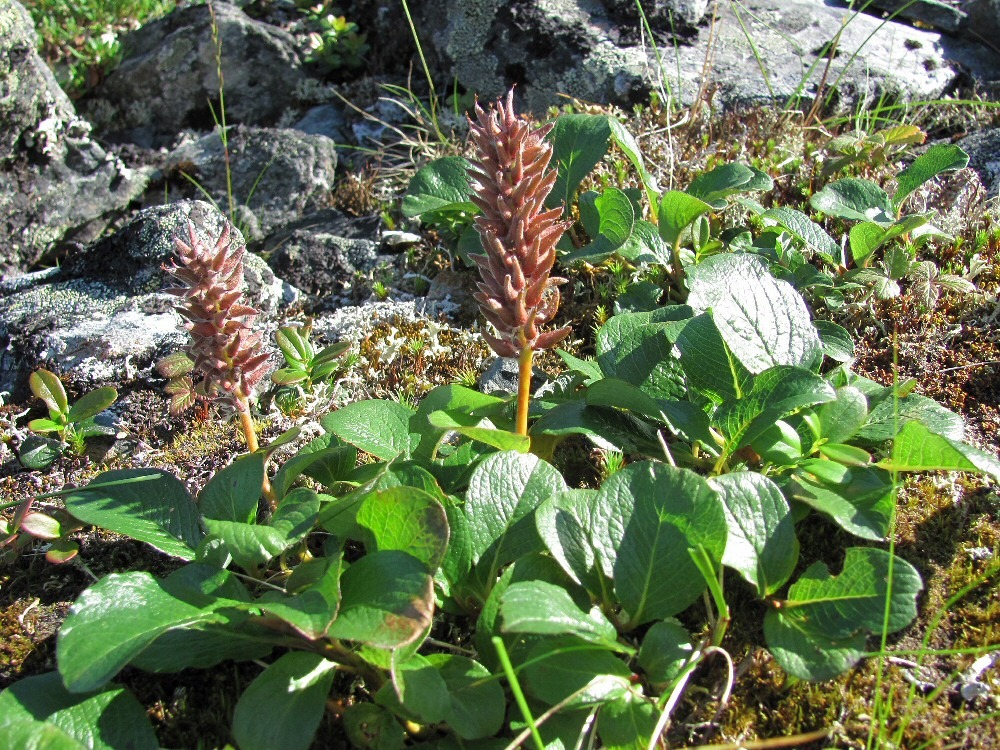 Image of Salix polaris specimen.