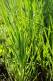 genus Tragopogon. Верхушка побега с развивающимся соцветием. Челябинская обл., Кизильский р-н, Кизильское сельское поселение, заросшая клумба ок. придорожного кафе. 27 мая 2024 г.