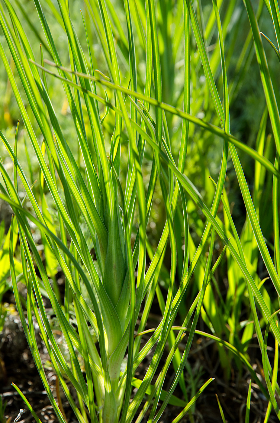 Изображение особи род Tragopogon.