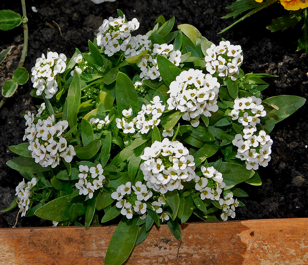 Image of Lobularia maritima specimen.