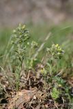 Alyssum minutum