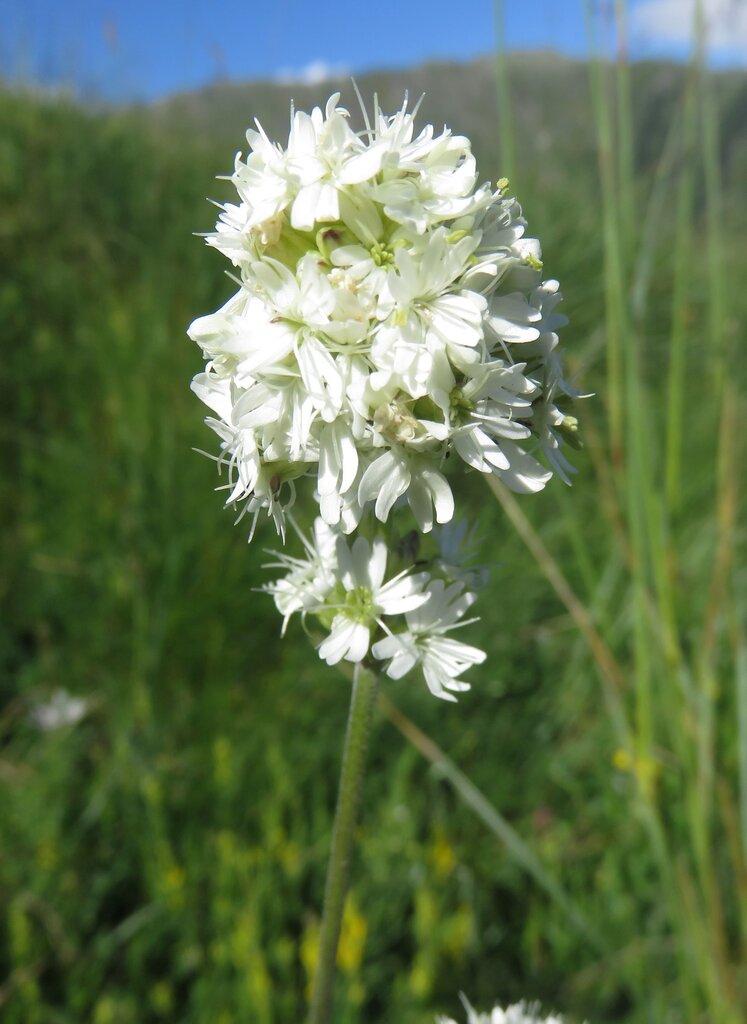 Image of Silene roemeri specimen.
