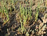 Salicornia europaea