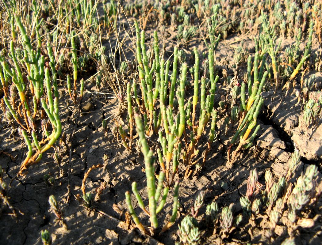 Image of Salicornia europaea specimen.