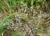 Goniolimon besserianum