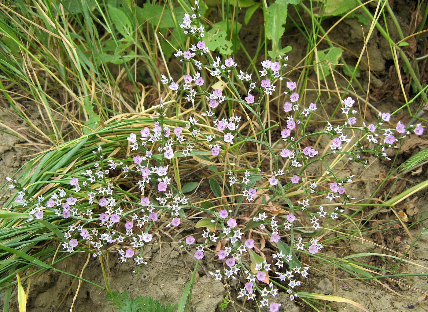 Изображение особи Goniolimon besserianum.