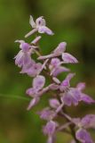 Orchis mascula