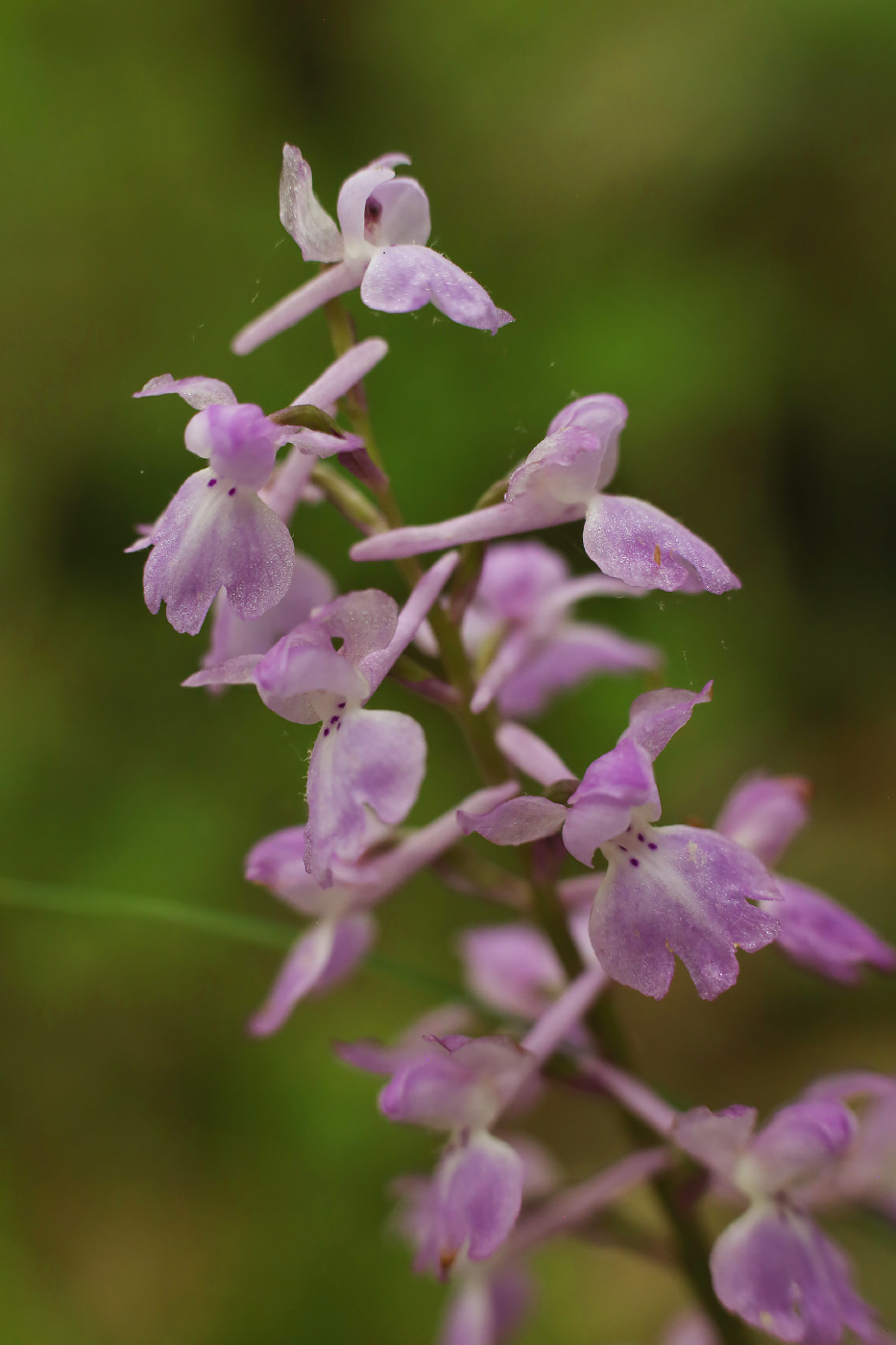 Image of Orchis mascula specimen.
