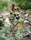 Artemisia tilesii. Верхняя часть цветущего растения. Коми, Интинский р-н, нац. парк \"Югыд Ва\", Приполярный Урал, бассейн р. Пелингичей, долина руч. Южный, зарастающая техногенная площадка. 17.07.2010.