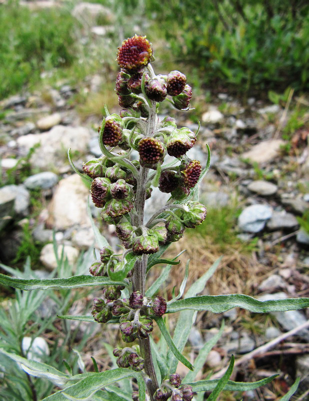 Image of Artemisia tilesii specimen.