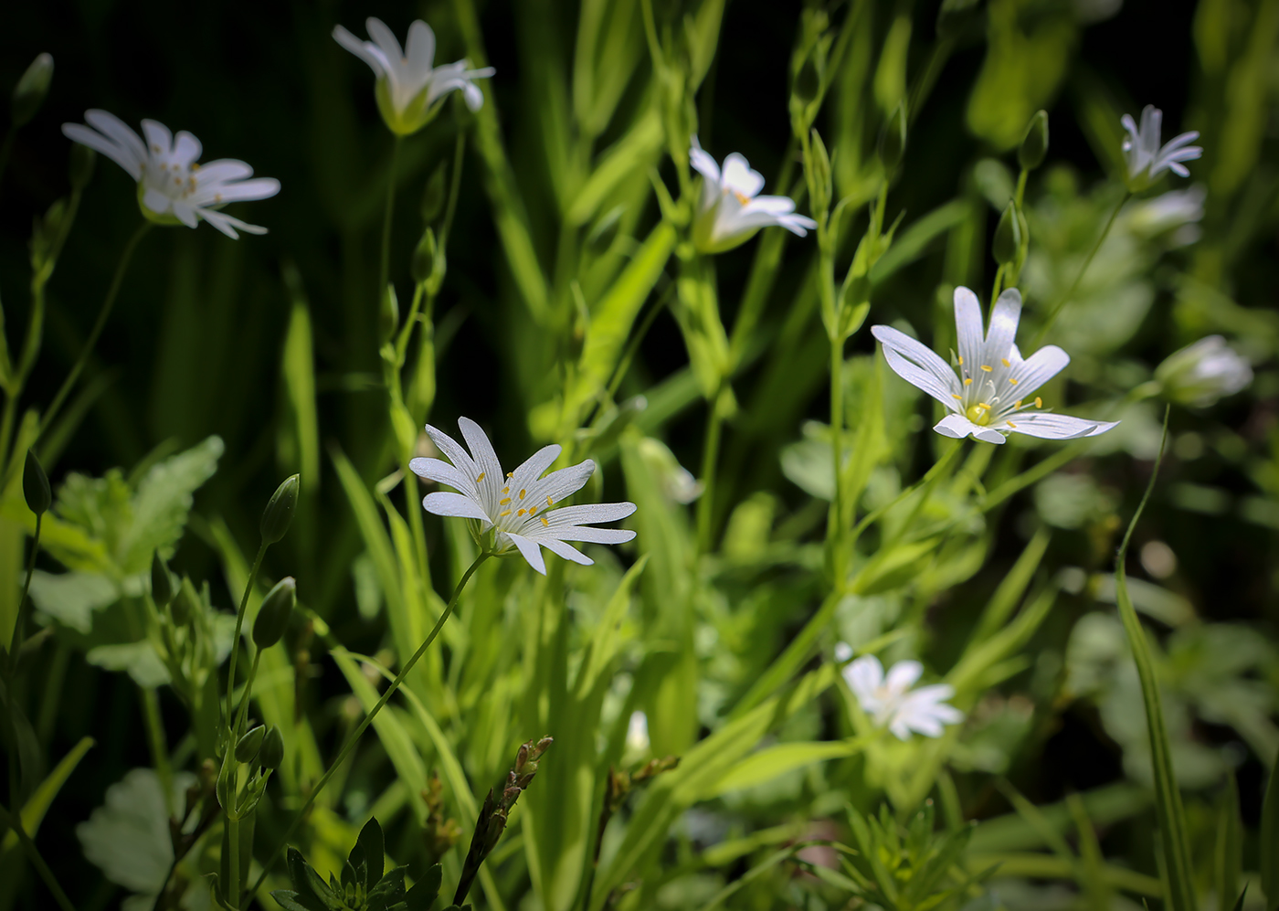 Изображение особи Stellaria holostea.