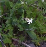 Melandrium latifolium. Верхушка цветущего растения. Турция, ил Ардахан, левый борт долины р. Рабат, рядом с крепостью Шайтан Калеси, выс. 1980 м н.у.м., между камней. 18 мая 2025 г.