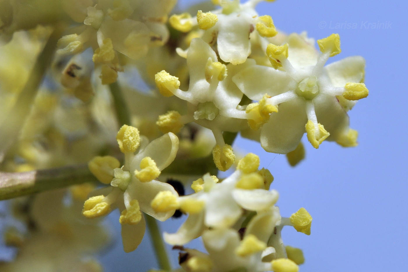 Изображение особи Sambucus williamsii.