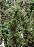 Juniperus chinensis. Ветви взрослого растения. Китай, пров. Ганьсу, г. Ланьчжоу, в культуре. 06.06.2025.