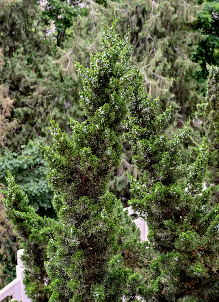 Изображение особи Juniperus chinensis.