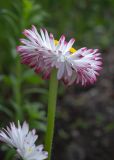 Bellis perennis. Соцветие. Мурманск, Октябрьский р-н, на клумбе, в культуре. 23.06.2025.