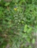 Laserpitium prutenicum