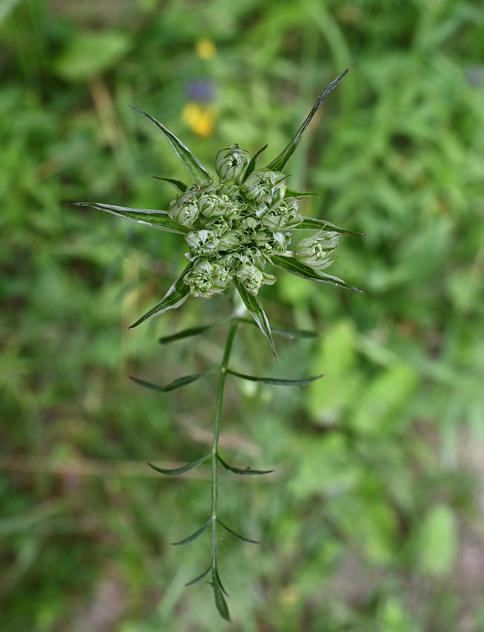 Image of Laserpitium prutenicum specimen.