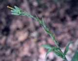 Lactuca chaixii. Верхушка растения вначале цветения. Ростовская обл., окр. г. Донецк, пойменный широколиственный лес. 14.06.2025.