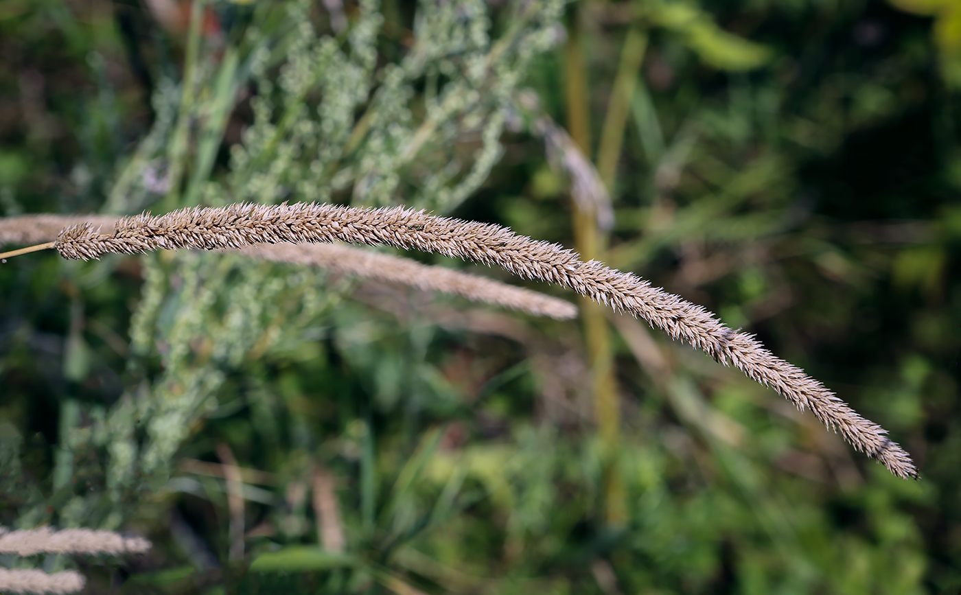 Image of Phleum phleoides specimen.