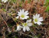 Cerastium krylovii. Верхушки побегов с цветками. Коми, Интинский р-н, Приполярный Урал, хр. Малдынырд, руч. Алькесвож. 13.07.2010.