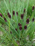 Allium atrosanguineum