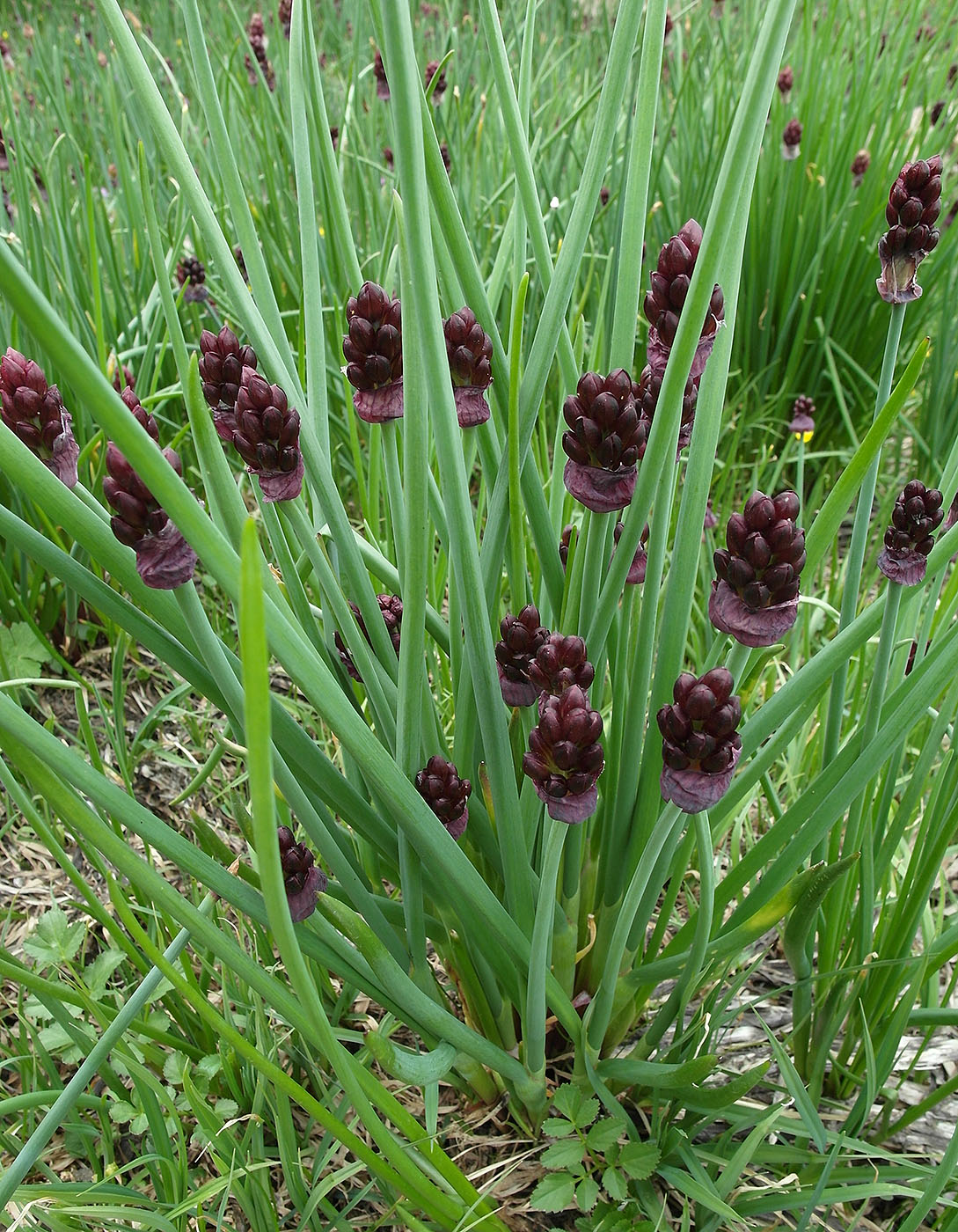 Изображение особи Allium atrosanguineum.