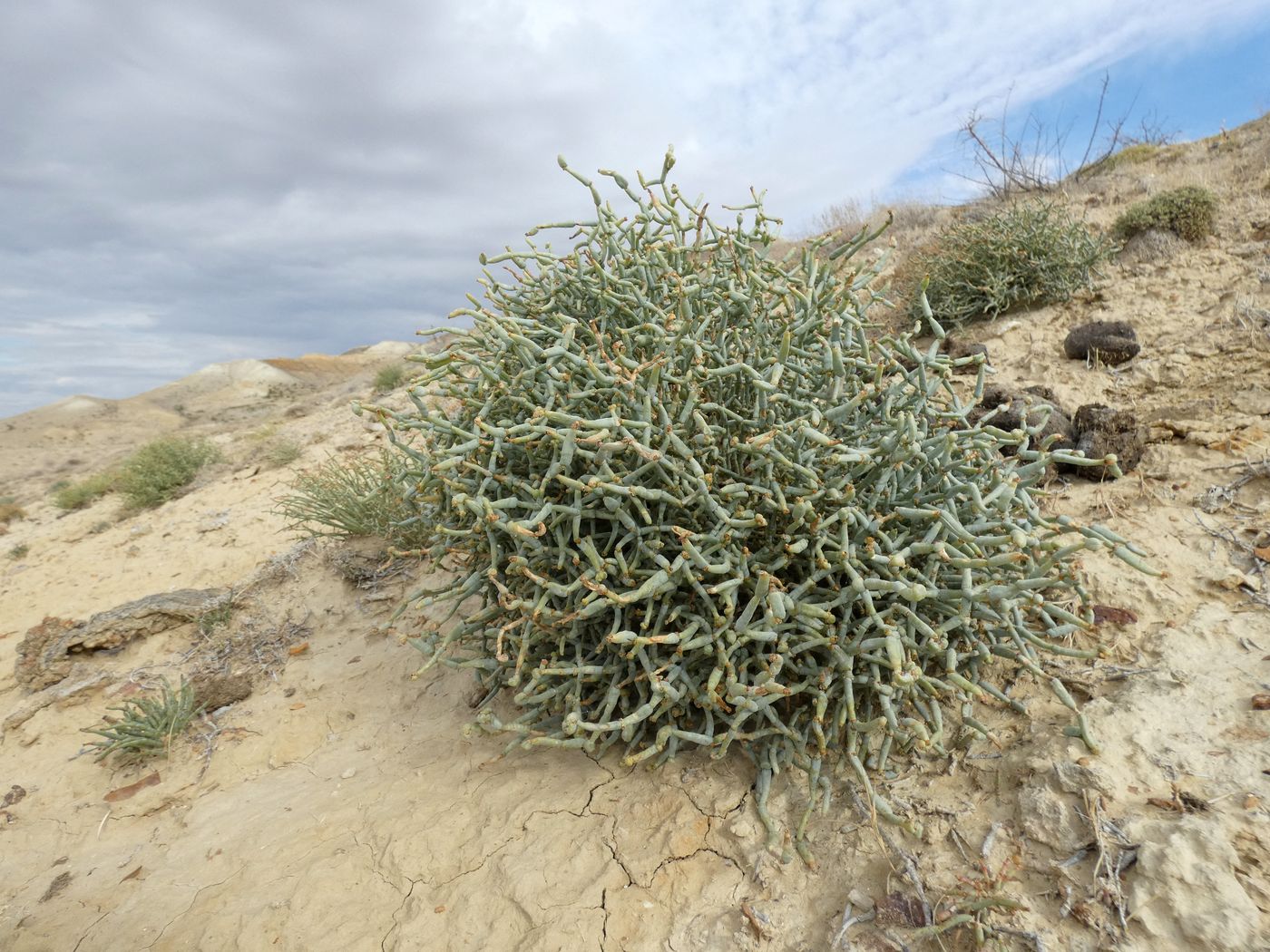 Image of Anabasis truncata specimen.
