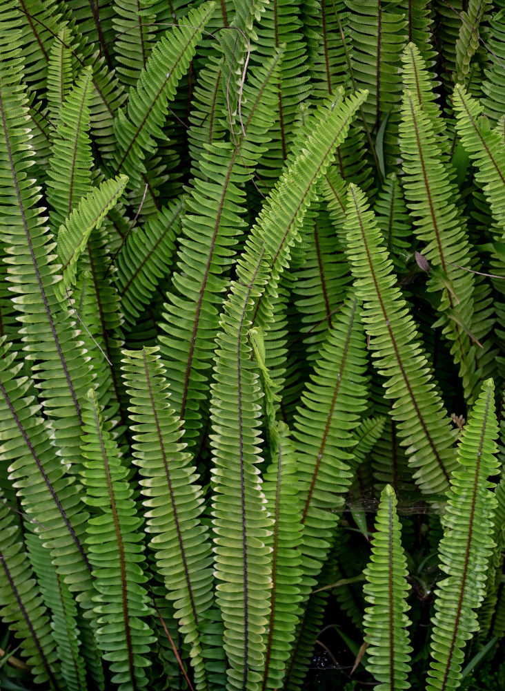 Изображение особи Nephrolepis cordifolia.