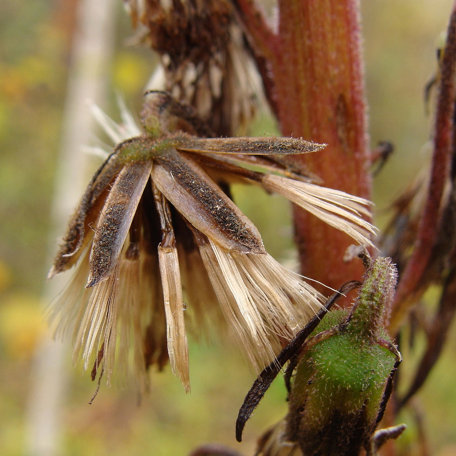 Image of Ligularia fischeri specimen.