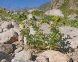 Изображение особи. Автор - Татьяна Винокурова