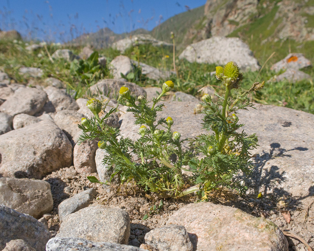 Изображение особи Matricaria discoidea.