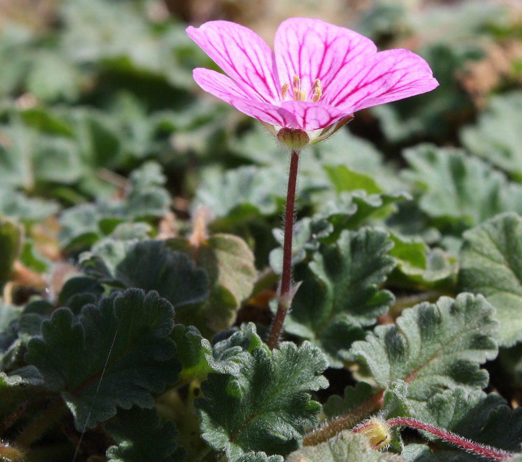 Image of Erodium chamaedryoides specimen.