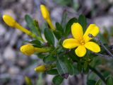 Jasminum fruticans. Верхушка веточки с цветком и бутонами. Крым, окр. г. Судак, с.-в. склон горы Лысая (Голая), возле пещеры \"Грязная\". 22.04.2025.