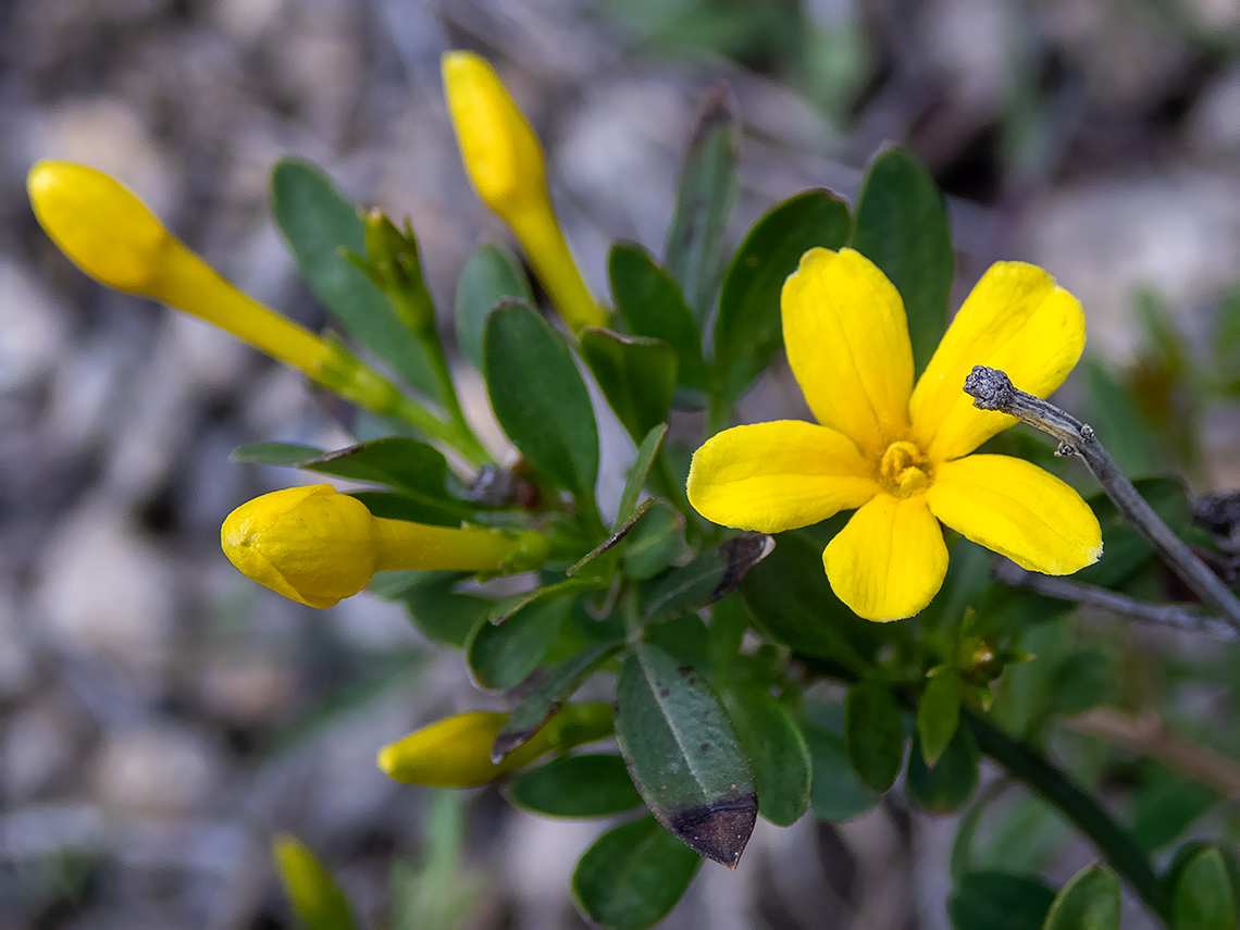 Image of Jasminum fruticans specimen.