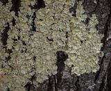 Изображение особи. Автор - Игорь Павлов