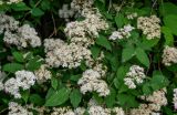 Spiraea rosthornii. Соцветия и листья. Китай, пров. Шэньси, национальный парк \"Хуашань\", ≈ 2000 м н.у.м., смешанный лес. 02.06.2025.