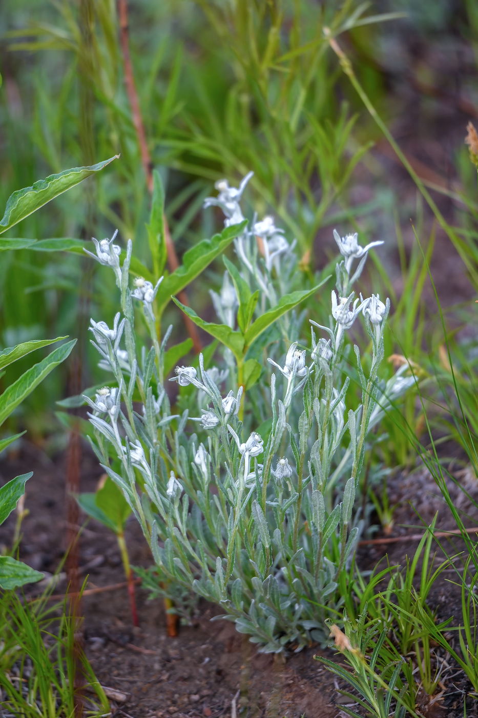 Image of Leontopodium leontopodioides specimen.