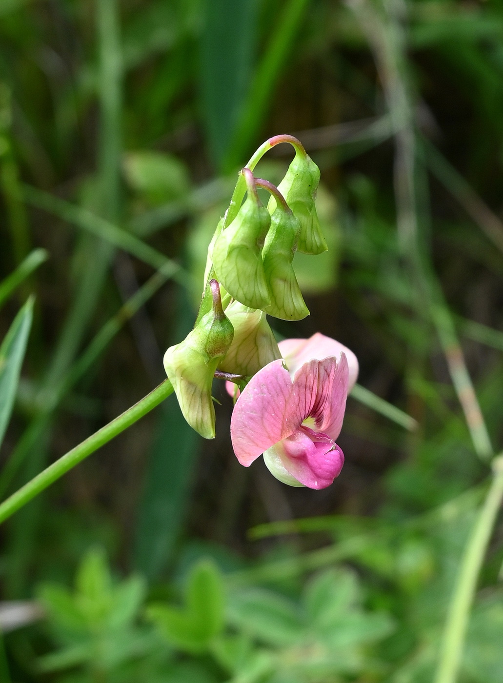 Image of Lathyrus sylvestris specimen.