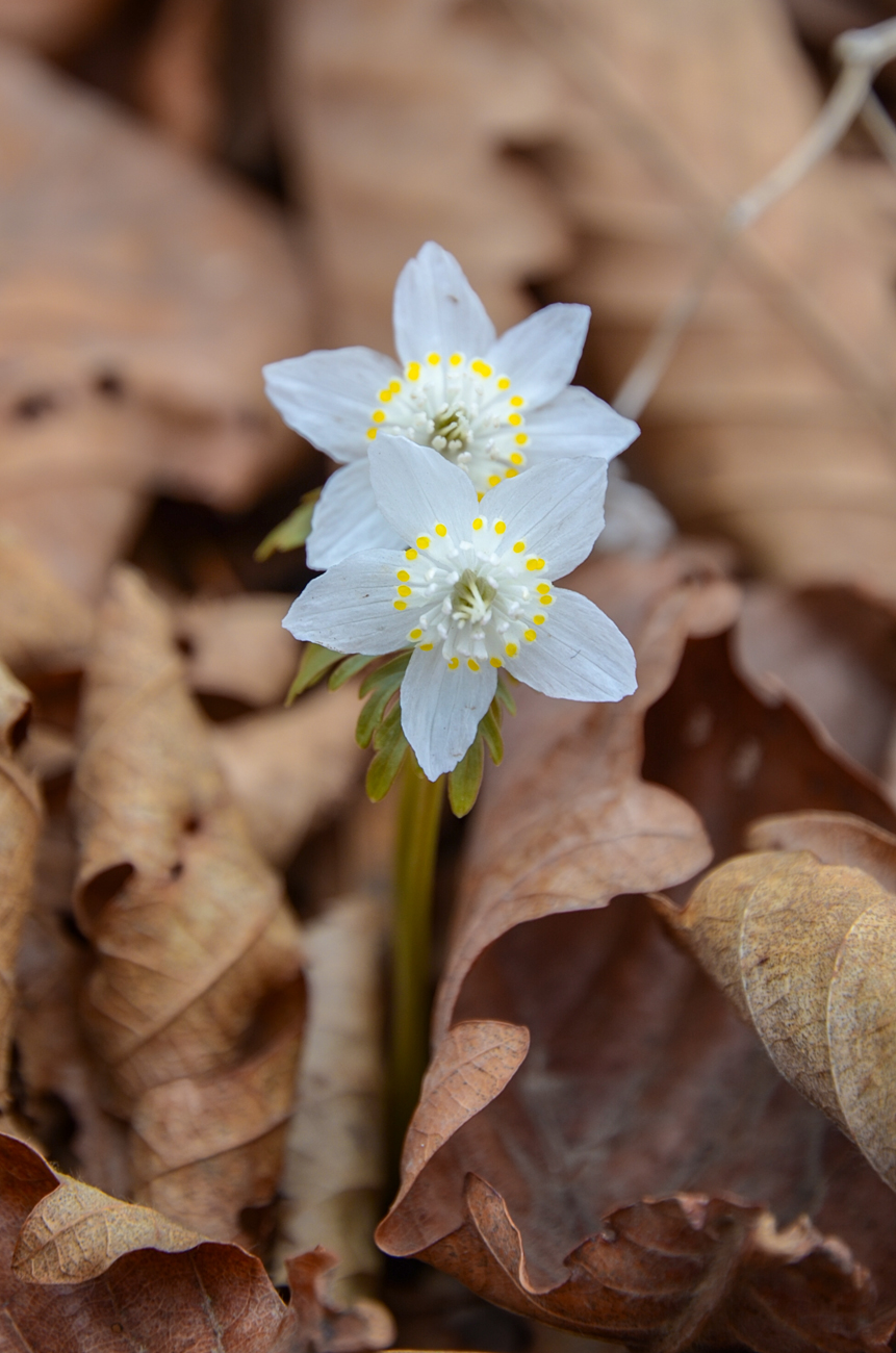 Изображение особи Eranthis stellata.