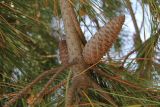 Pinus pinaster. Молодые шишки. Италия, Тоскана, Природный парк Маремма. 12.04.2011.