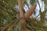 Pinus pinaster